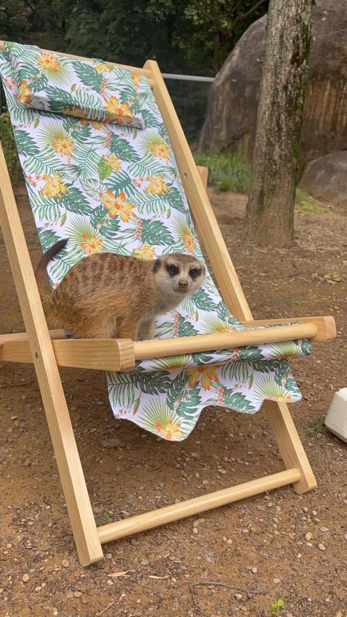 CincinnatiZoo's tweet photo. Meerkats are ready for Summer! ☀️ Summer Adventure is presented by Cincinnati-Northern Kentucky Honda Dealers. https://t.co/1t9YKwUa6S