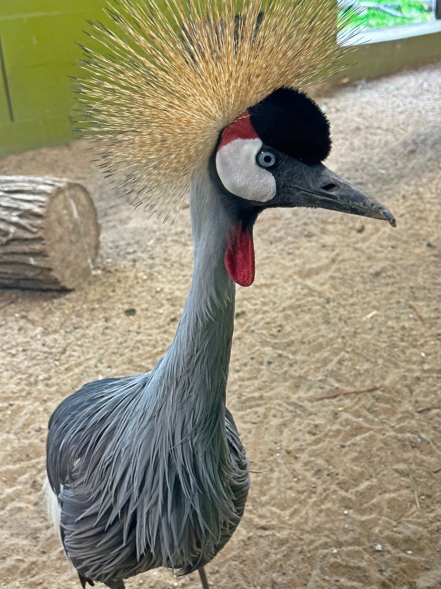 ZooBoise's tweet photo. Heavy is the crown? 👑 The namesake "crown" of the grey crowned crane is actually a halo of stiff golden feathers that help these tall [and regal!] birds blend into tall grasses.

📷: Crowned crane Cinderella Star https://t.co/vRpwKnjLLY