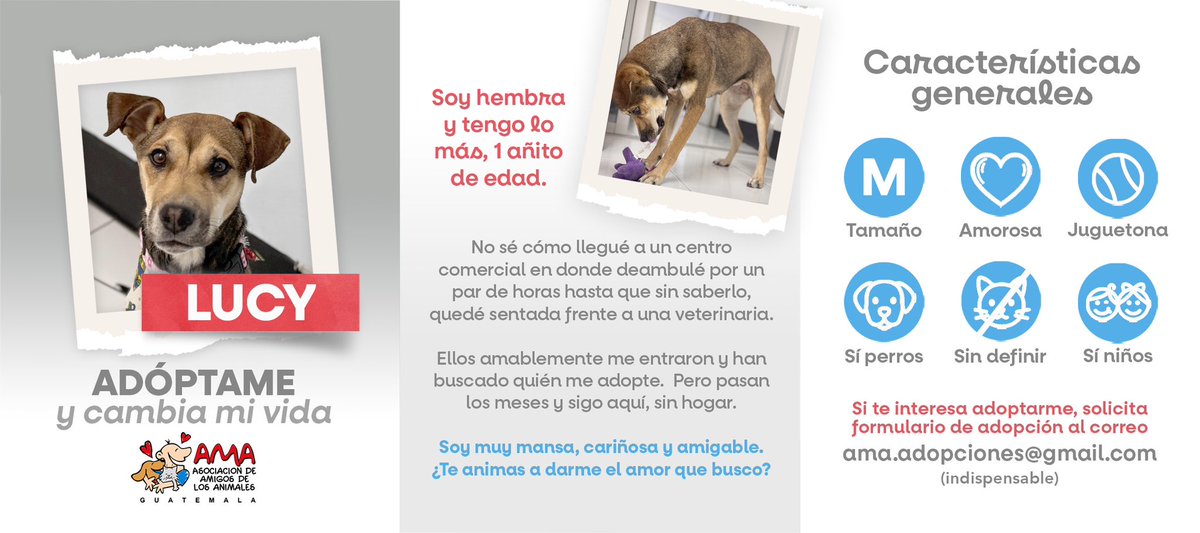 AMAguatemala's tweet photo. Hola. Soy LUCY. En las imágenes puedes conocer más de mi historia, características y necesidades. Para adoptarme por favor escribe al correo ama.adopciones@gmail.com https://t.co/dhsDFizLLu