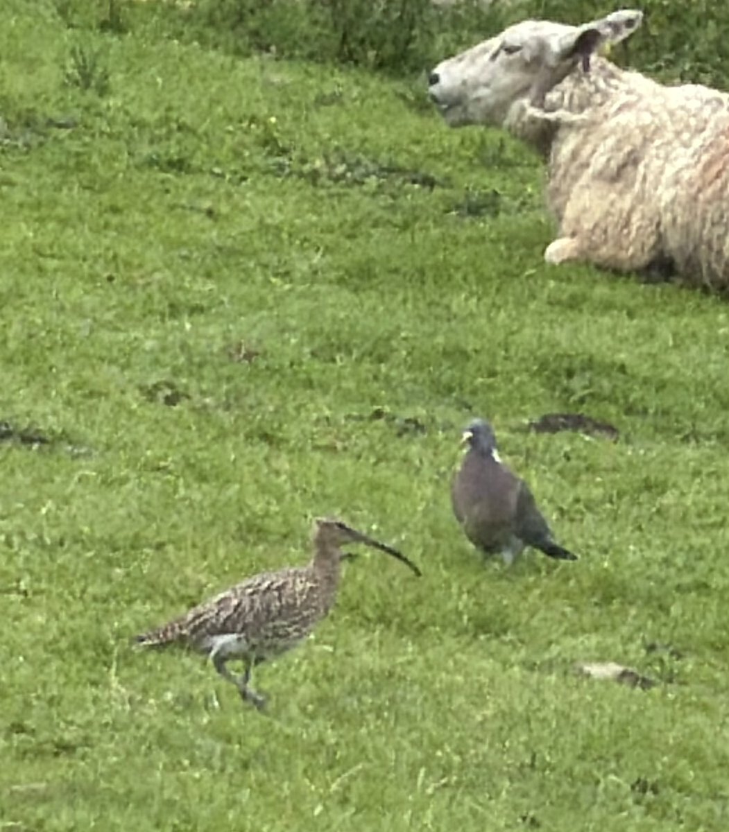 ThreadofGold1's tweet photo. A curlew appeared in the field behind the house, last week. I raced to get a photo and was lucky enough to get this shot #BecauseOfClem #ThreadOfGold💛 #SmallBeautiesHour
#RubbishBirdPics https://t.co/RBFCnbw5Nu