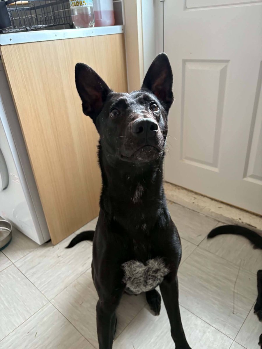 AdoptionsUk's tweet photo. Urgent, please retweet to help find a rescue shelter space for this bonded pair  AT RISK OF EUTHANASIA  MONDAY 8 JUNE 2026.  Mum and son 💔💔💔
Bonded pair of mali/shepherd type dogs, found roaming the streets, owner was contacted but has surrendered due to circumstances.
Summary from the owner and finder :
Mother and son both unchipped not vaccinated and are both intact.
Male has skin issues and loss of fur.
Female under weight and possibly due a season.
Have been in finders care for 24 hours.
From the finder:
Midnight is a 6 year old female black Mali.
She has a son who she has a bonded with called Anubis. The female Mali is very intelligent and she loves to destroy a good toy however she can become possessive over them until she finished with the toy. She loves to give kisses and is very friendly with people. She was very good in the bath but was only towel dried. She can be reactive on lead when seen people or other dogs. She doesn’t like other dogs or any other animals.
Anubis is a 3 year old intact male black Mali, who is midnights son, they have never been separated and get on well, the male Mali can be more timid, and shy, however feeds a lot of his attitude from his mam. He not interested in toys. He walks lovely on lead however he can also become reactive to people and dogs when seen if walked with midnight, he was great in the bath and was also blasted dried. He also doesn’t like other dogs or any other animals.
Midnight and Anubis are a very bonded pair, they love to be together and be a team. The are very loving and love to give kisses and cuddles, both Mali have shown no aggression in my care.
Original post and contact on facebook 👇👇👇
https://t.co/VhSnRY4Z7C

@gsrescueelite @KatieAmess @AndrewRosindell @lucydahlia #dogs #GermanShepherds #Malinois #England #Wales #Scotland #adoptdontshop