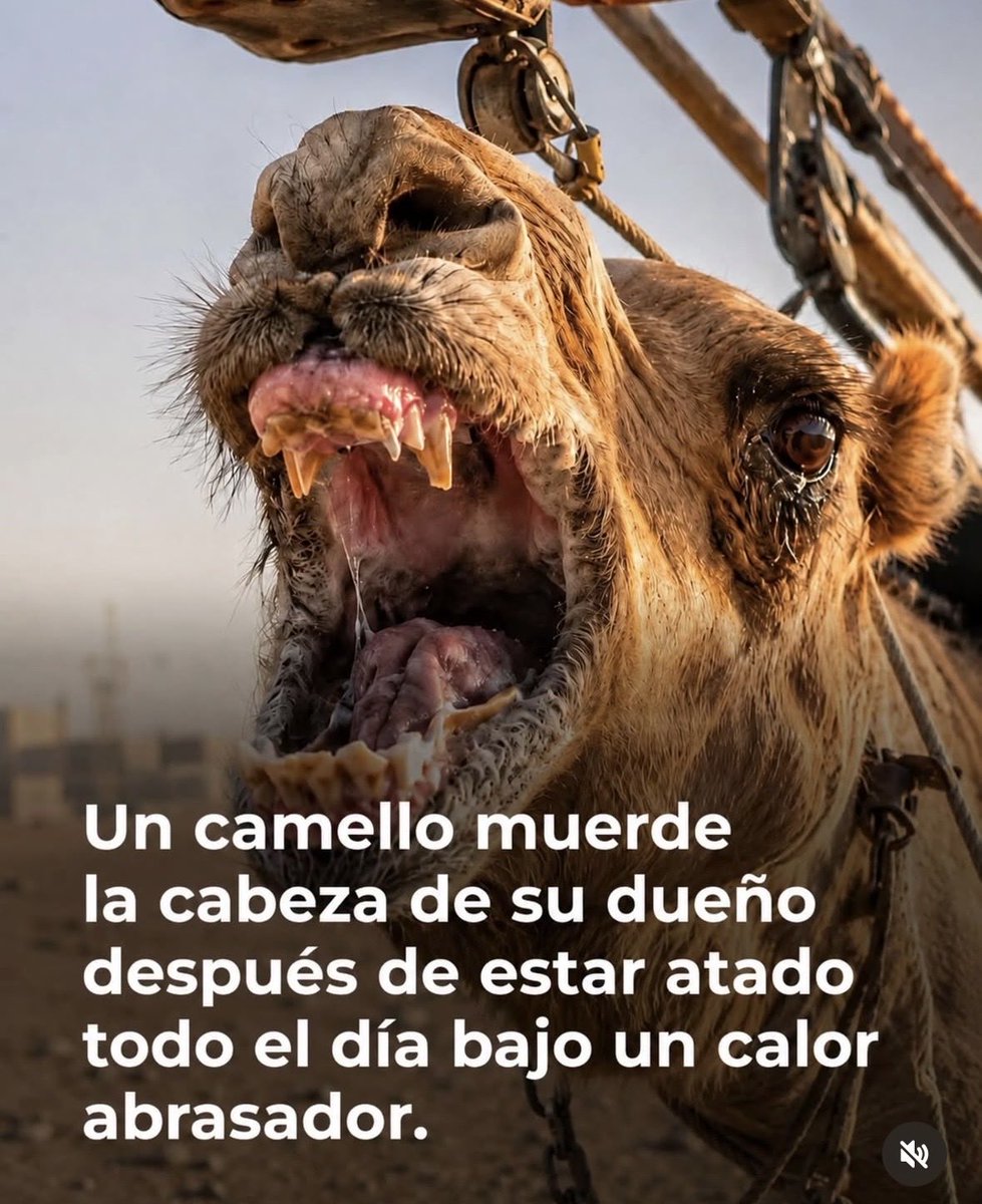 pinupseniorgirl's tweet photo. ¡¡ SOLO SE DEFENDIÓ DEL MALTRATO BASTA YA DEJAR TRANQUILOS A LOS ANIMALES .😡😡😡 https://t.co/689pxX3TLR