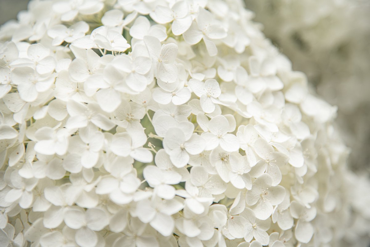 moon_clock_'s tweet photo. Annabelle hydrangea 𓂃˚‧ 𓆸

#TLを花でいっぱいにしよう 
#写真好きな人と繋がりたい https://t.co/sL6eaOKk8d