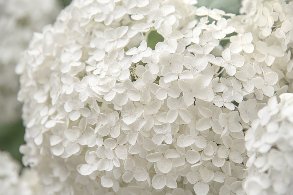moon_clock_'s tweet photo. Annabelle hydrangea 𓂃˚‧ 𓆸

#TLを花でいっぱいにしよう 
#写真好きな人と繋がりたい https://t.co/sL6eaOKk8d