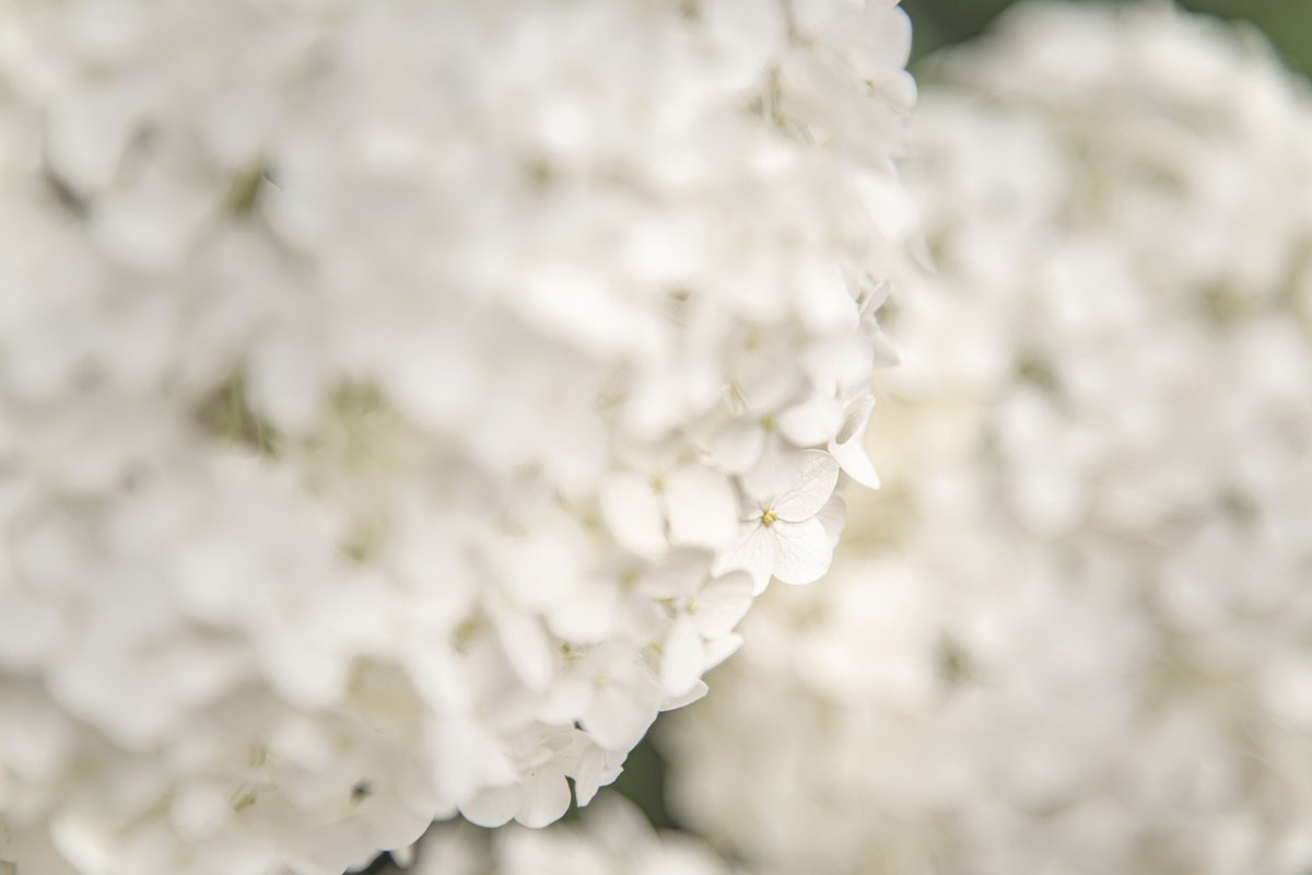 moon_clock_'s tweet photo. Annabelle hydrangea 𓂃˚‧ 𓆸

#TLを花でいっぱいにしよう 
#写真好きな人と繋がりたい https://t.co/sL6eaOKk8d