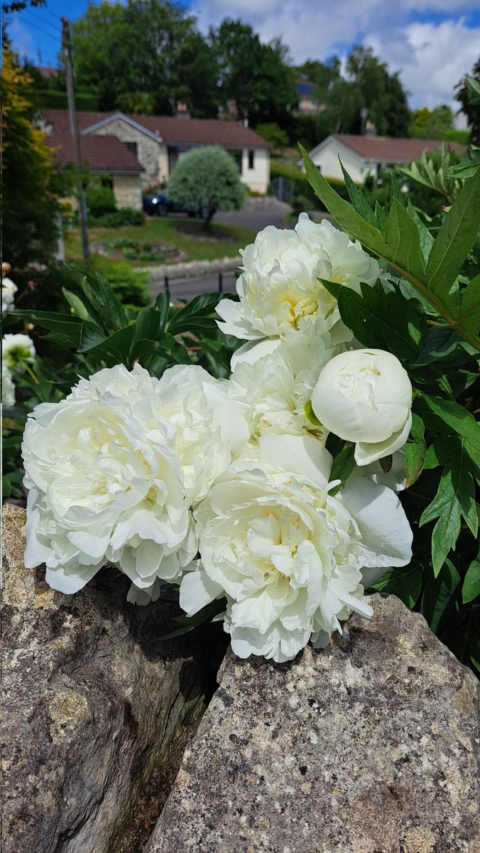 Moominmamma7's tweet photo. For #SmallBeautiesHour white peonies, like the moon, a source of light when the sun hits. 🤍 https://t.co/9CfkXz6NPy