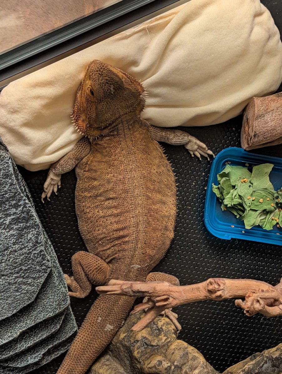 CommissarYeetus's tweet photo. Her food comes in those. https://t.co/uclC1rN8fB
