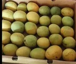 clickonnadeem's tweet photo. The Anwar Ratol is a small, premium mango variety celebrated for its intense sweetness, strong floral aroma, and completely fiberless, buttery flesh.

You can get this heavenly fruit at your doorstep..
10 kg box including courier charges 
3300 rupees 
WhatsApp on 03004056799 https://t.co/GpqINjgNbq