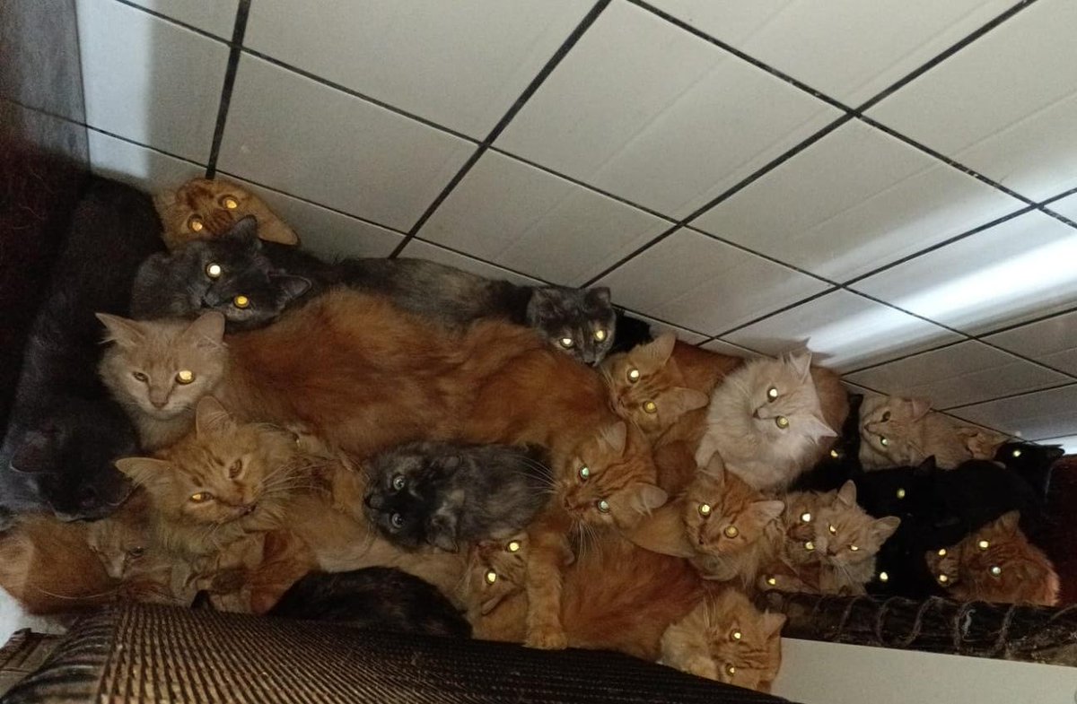 g1's tweet photo. Resgate dos 400 gatos que viviam aglomerados em apartamento de SC pode custar R$ 500 mil, diz prefeitura https://t.co/65DQvBLH4Y https://t.co/IXtIyZRX92