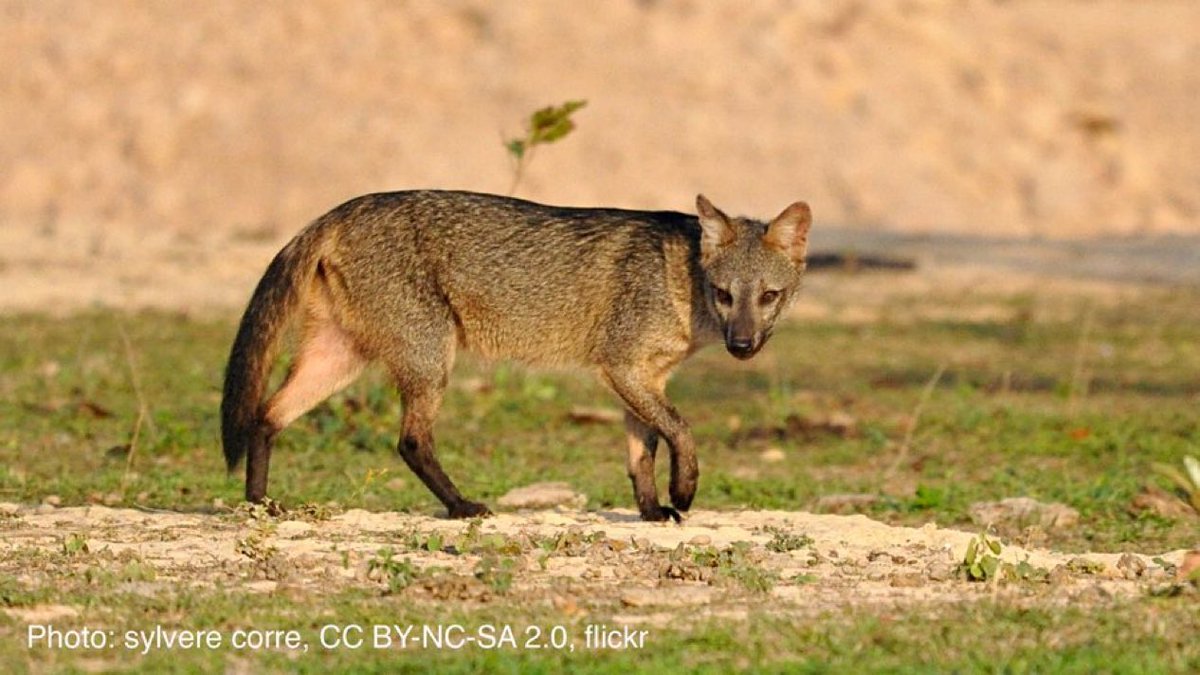 AMNH's tweet photo. While the crab-eating fox’s name implies that crabs make up most of its diet, this canid is omnivorous and has a wide-ranging menu that changes with the seasons! During the dry season, it may snack more on insects; during the wet season, it favors crustaceans.🦀🦊 https://t.co/NRIMzZpcGd
