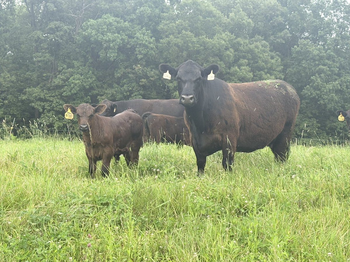 CropInsCattle's tweet photo. https://t.co/lPhhEdqBVJ