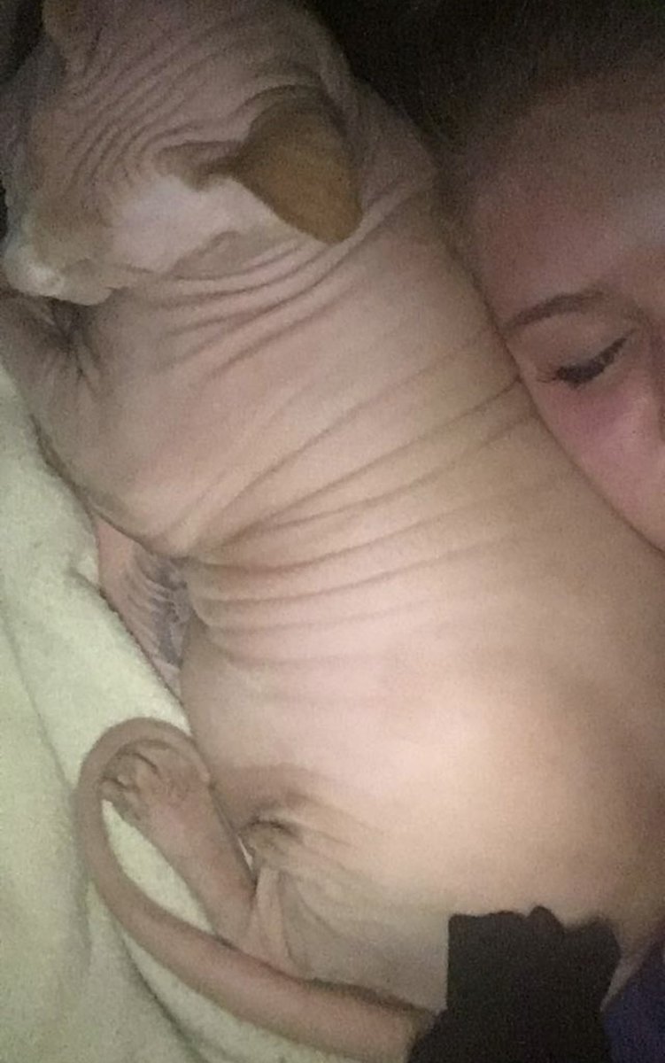 P3ACHL0B0T0MY's tweet photo. rest in peace little man thank you for being teenage me’s best friend<3 love u forever my rotisserie chicken https://t.co/y2vXTZ8j7p