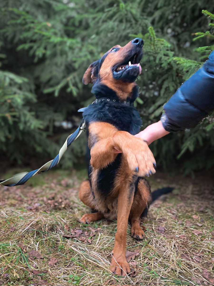 DzabKepa's tweet photo. BOBIS MEKLĒ MĀJAS 🐶💜
Hei, mīļie draugiii! 🐶 Mani sauc Bobis! 💜 Esmu zinātkārs, rotaļīgs un aktīvs puisis. Mans Bobo deguns grib izpētīt visu pasauli – katru smaržu, katru stūrīti un katru jaunu piedzīvojumu. 🐕
Dz. 2019. g., MČ 900164004117076
📞 29678601
#ķepuķepā https://t.co/ZBfBYJMBTD