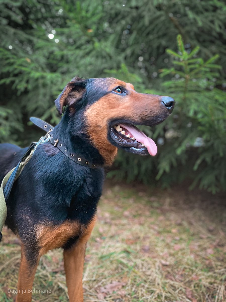 DzabKepa's tweet photo. BOBIS MEKLĒ MĀJAS 🐶💜
Hei, mīļie draugiii! 🐶 Mani sauc Bobis! 💜 Esmu zinātkārs, rotaļīgs un aktīvs puisis. Mans Bobo deguns grib izpētīt visu pasauli – katru smaržu, katru stūrīti un katru jaunu piedzīvojumu. 🐕
Dz. 2019. g., MČ 900164004117076
📞 29678601
#ķepuķepā https://t.co/ZBfBYJMBTD