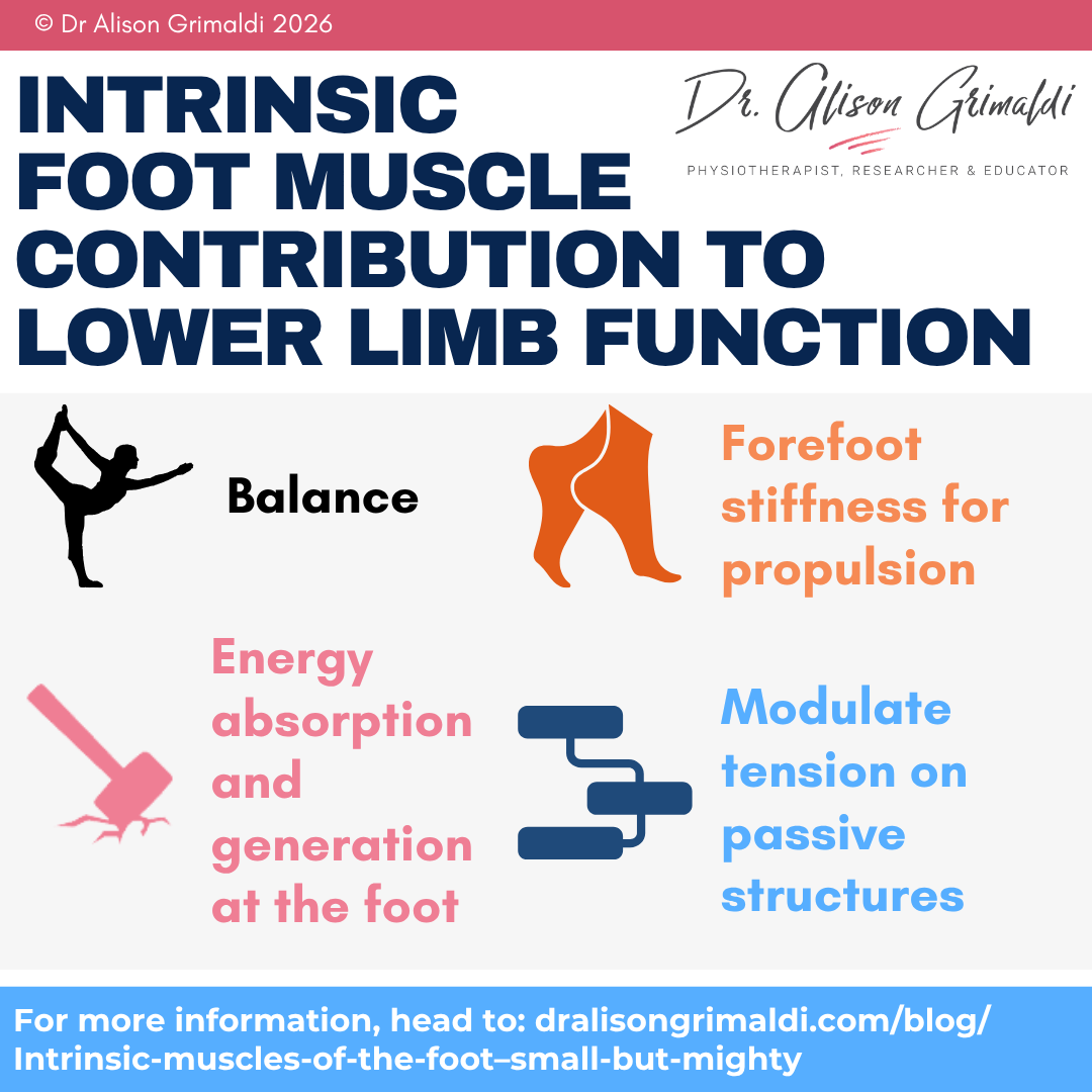 alisongrimaldi's tweet photo. π¦Ά Small muscles, big job
Intrinsic foot muscles do more than βstabilityβ β they influence force transfer through the whole limb.
π‘ Balance, propulsion, energy return & load modulation.
π https://t.co/c7hY7Bat9x
#FootFunction #Physio #Gait https://t.co/r3aeSTrueL
