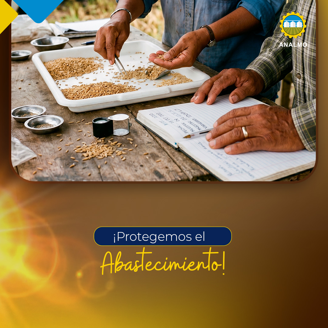 AnalmoPma's tweet photo. El arroz es estratégico para Panamá porque está en la mesa de todos. Su disponibilidad requiere planificación, datos reales y coordinación entre productores, industria molinera, distribuidores y comerciantes

#ArrozDePanamá https://t.co/qBJ7SDRpcm