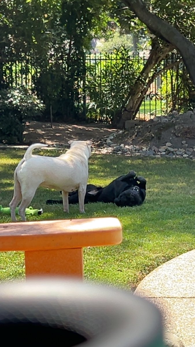 LeftCoast415's tweet photo. Today I lost my best friend. I love you I miss you so much already. I’m so sorry this happened to you buddy. You were such a good boy. Watch over me and Sam 
Forever in our hearts Charcoal💔😢🐾 https://t.co/z2WCuoQbRB