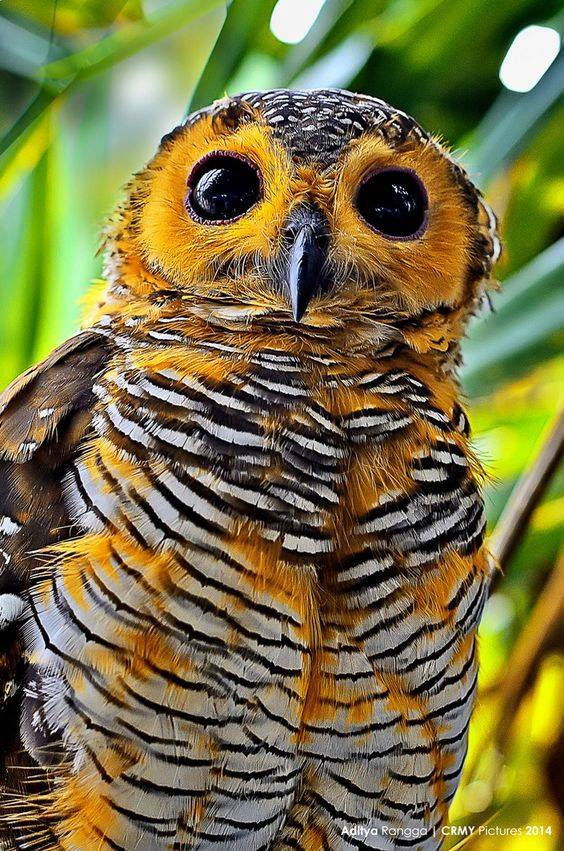 OwlEveryDay's tweet photo. https://t.co/zctaLSkFXE