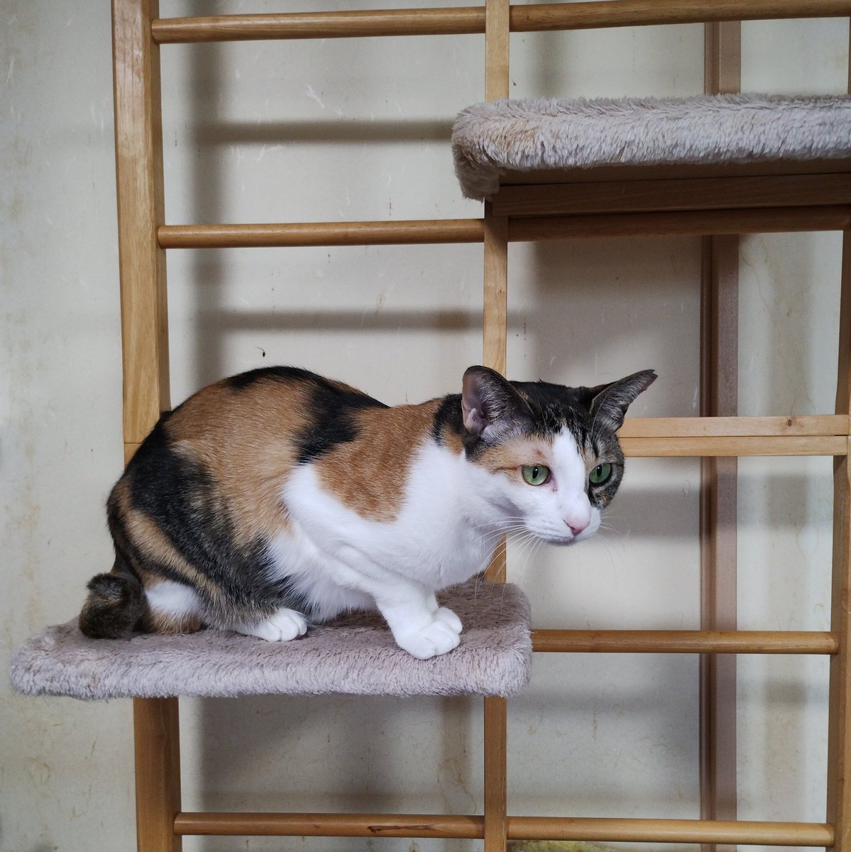 nobu_cat's tweet photo. クララに追い詰められて、タワーへ避難😅
後ろからパンチするからやんっ😔

#ねこのいる幸せ
#保護猫
#ねこ写真
#杏
#三毛猫 https://t.co/OrlcmqZjdf