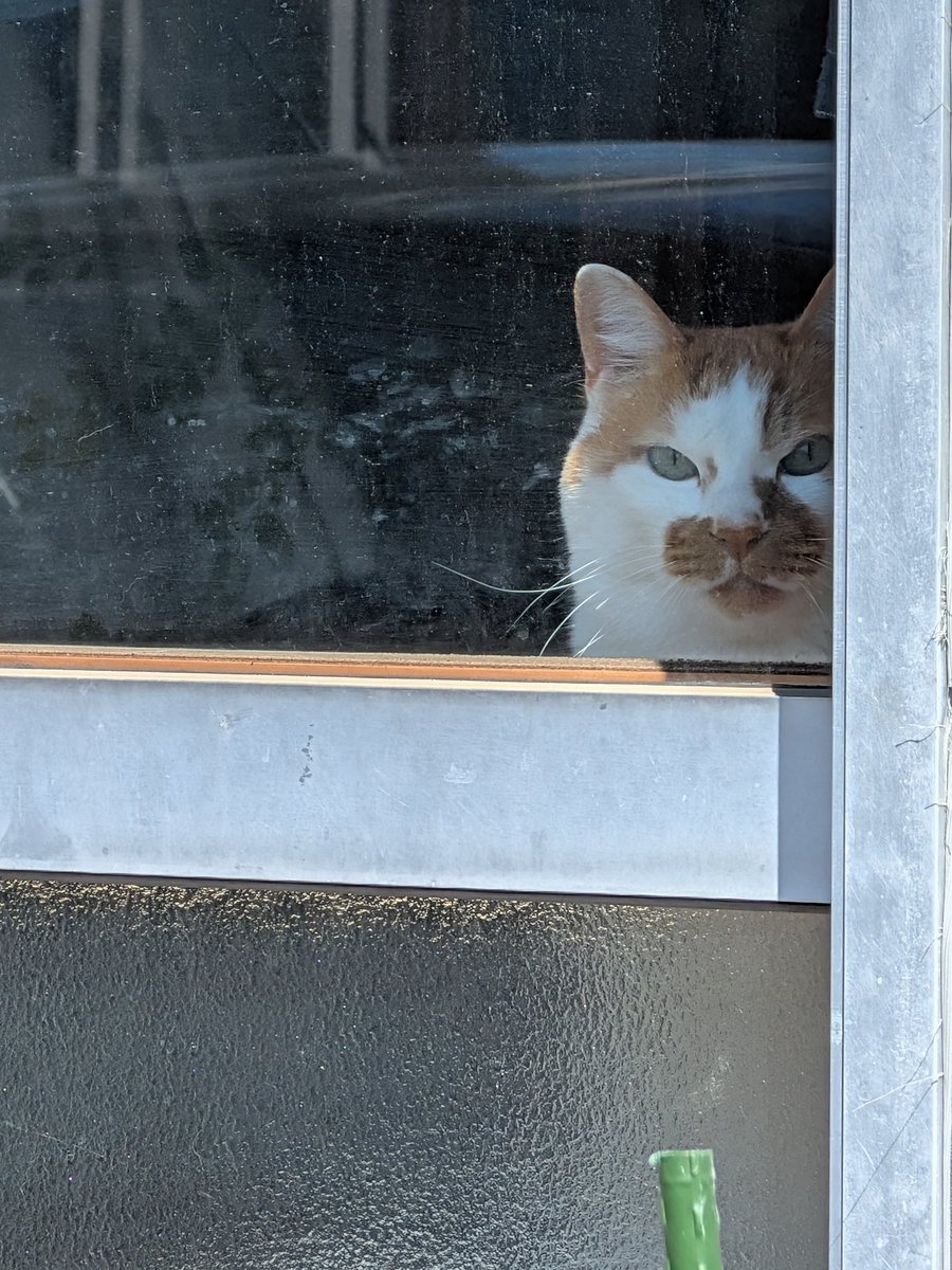 takarabako20201's tweet photo. おはようございます🩷🐈️ https://t.co/cEAV0ZF4f2