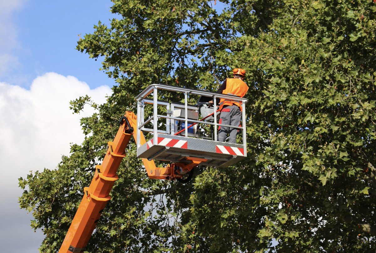 LuisCasasTree's tweet photo. In the city of Calabasas today taking care of our trees! 

For any #TreeService you may need, call today for a Free Estimate! 📲(818)618-4964 

We’re licensed, Bonded, &amp; Insured

Lic#911437
Arborist#WE9157A

Residential &amp; Commercial https://t.co/tUGOWzNzDr