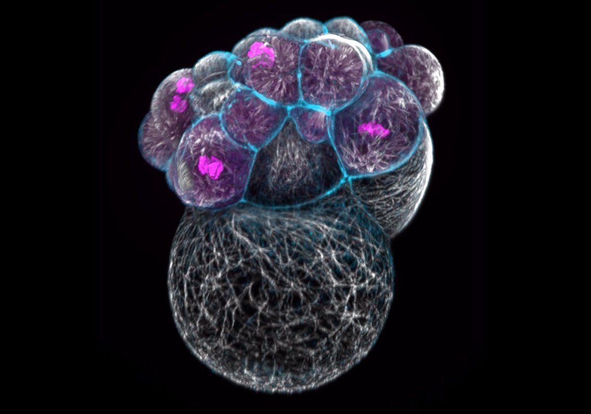 SocDevBio tweet picture