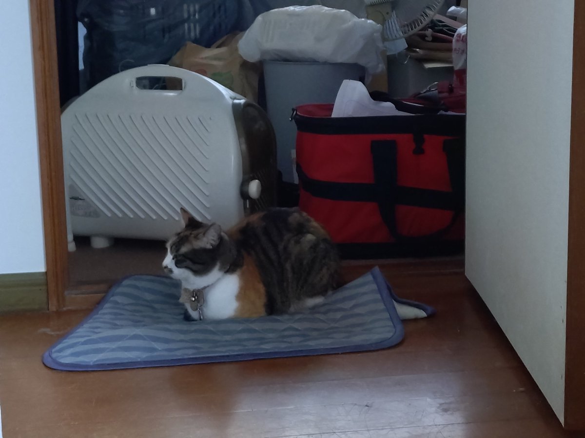 FactJustice's tweet photo. おはよう🐱🐱🐱 https://t.co/G0QEHMRwj9