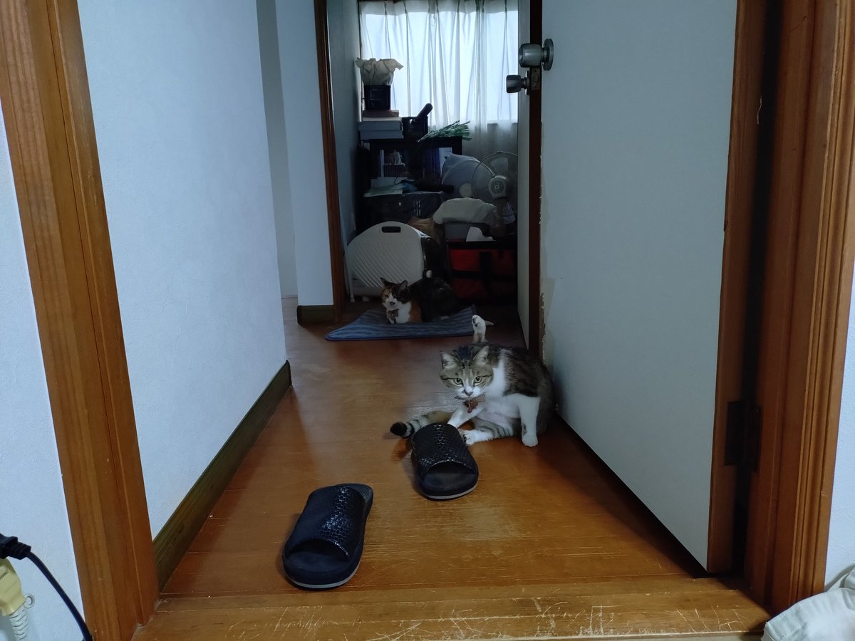 FactJustice's tweet photo. おはよう🐱🐱🐱 https://t.co/G0QEHMRwj9