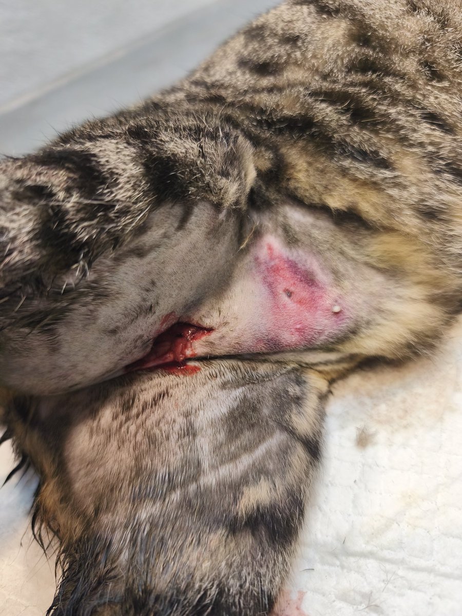 Lianator3000's tweet photo. ‼️AYUDA POR FAVOR‼️
Abro hilo.
Mi gato fue atacado por perros. El veterinario suturó las heridas, pero parece tener fractura de cadera y necesita hacerle una placa. Tratamos de darle el mejor tratamiento a nuestro gato, cualquier donativo se agradece ❤️ https://t.co/zEulUzRm9Y https://t.co/SxXvv74f6P