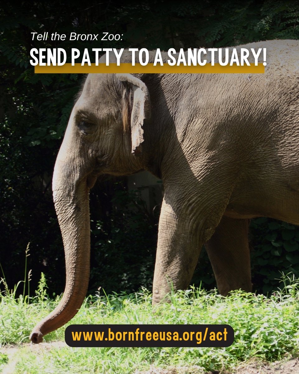 BornFreeUSA's tweet photo. Today is International Day of Action for Elephants in Zoos. Join us in calling on the Bronx Zoo to transfer lone elephant Patty to an accredited sanctuary! https://t.co/uF41Nebxhh https://t.co/Sh46va4atX
