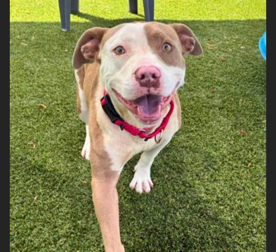 HollywoodDogs's tweet photo. At a full shelter in #Gastonia, #NC, 2-year-old Fries is in IMMEDIATE need of adoption, a foster home, or rescue https://t.co/d9dYI8ZFyN #URGENT #AdoptableDogofDay 🐶 https://t.co/uNaXpHMoKU