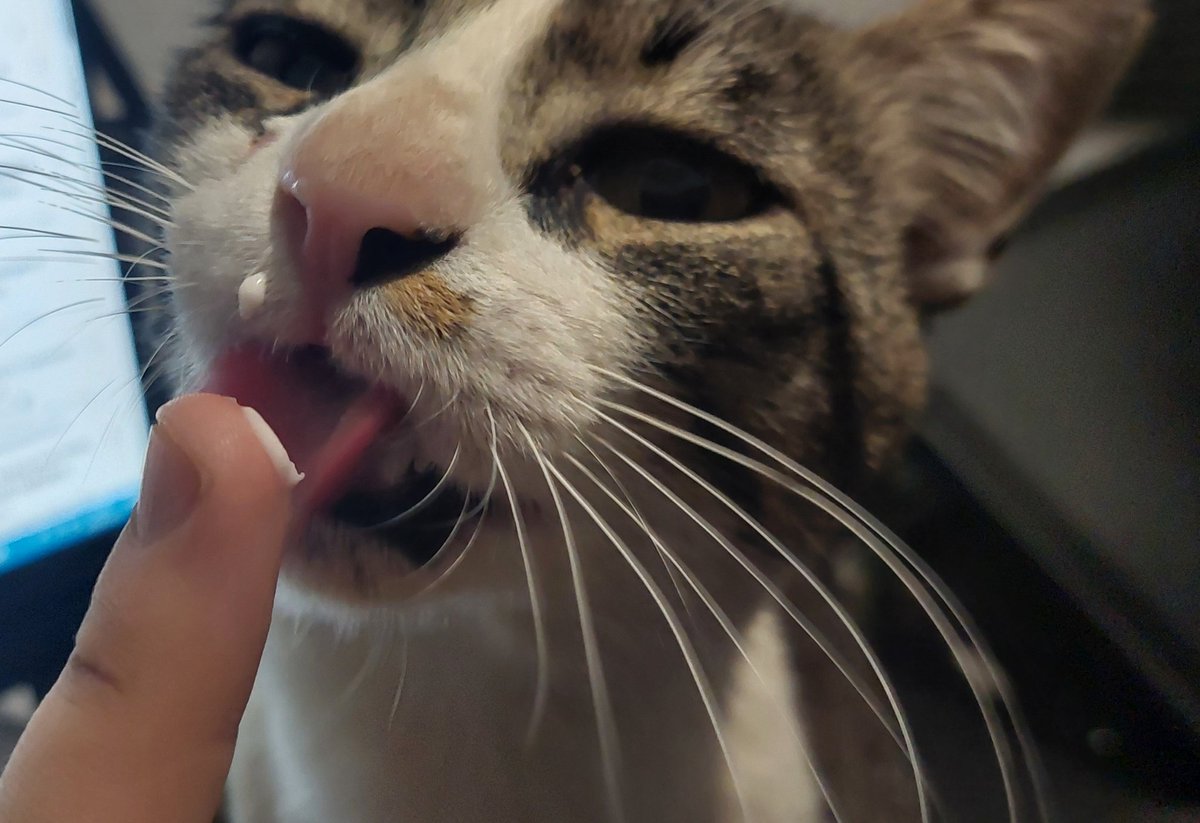 RanguGamer's tweet photo. Llegué al despacho después de cenar. Estaba Mármol dormidito en mi silla.
Abrí el yogur... y levantó la cabeza de inmediato. 
Tuve que pagar la yogur tax. https://t.co/f8Gpe2POmQ