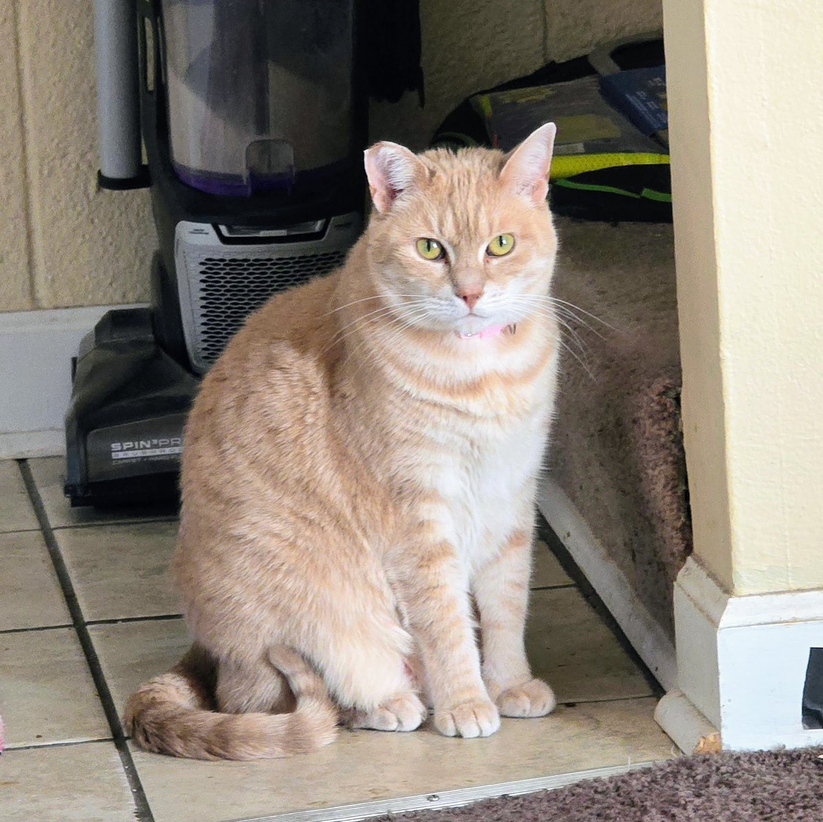 chachafance's tweet photo. Losing a pet is so heartbreaking. 💔 Sat, we lost our cat, Adah, to feline GI lymphoma. It mimics IBD so closely that even vets miss it w/o a biopsy. Watch for picky eating, diarrhea, vomiting &amp; weight loss. Hold your fur babies tight. #CatHealth #PetLoss

https://t.co/j0JMhAqhqk https://t.co/8GiYpvCYXH