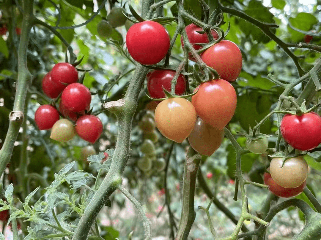 istkeyconsult's tweet photo. Just tried the new organic cherry tomatoes—bursting with sweet, juicy flavor, no weird aftertaste at all! Perfect for salads or snacking straight.  #FreshFind https://t.co/tKB8F7GRK4