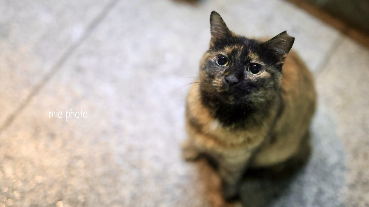 mic19951010's tweet photo. 今日のにゃんこ達🐈 2026/6/9
#photography
#ファインダー越しの私の世界
#キリトリセカイ https://t.co/cL96Vq78bE