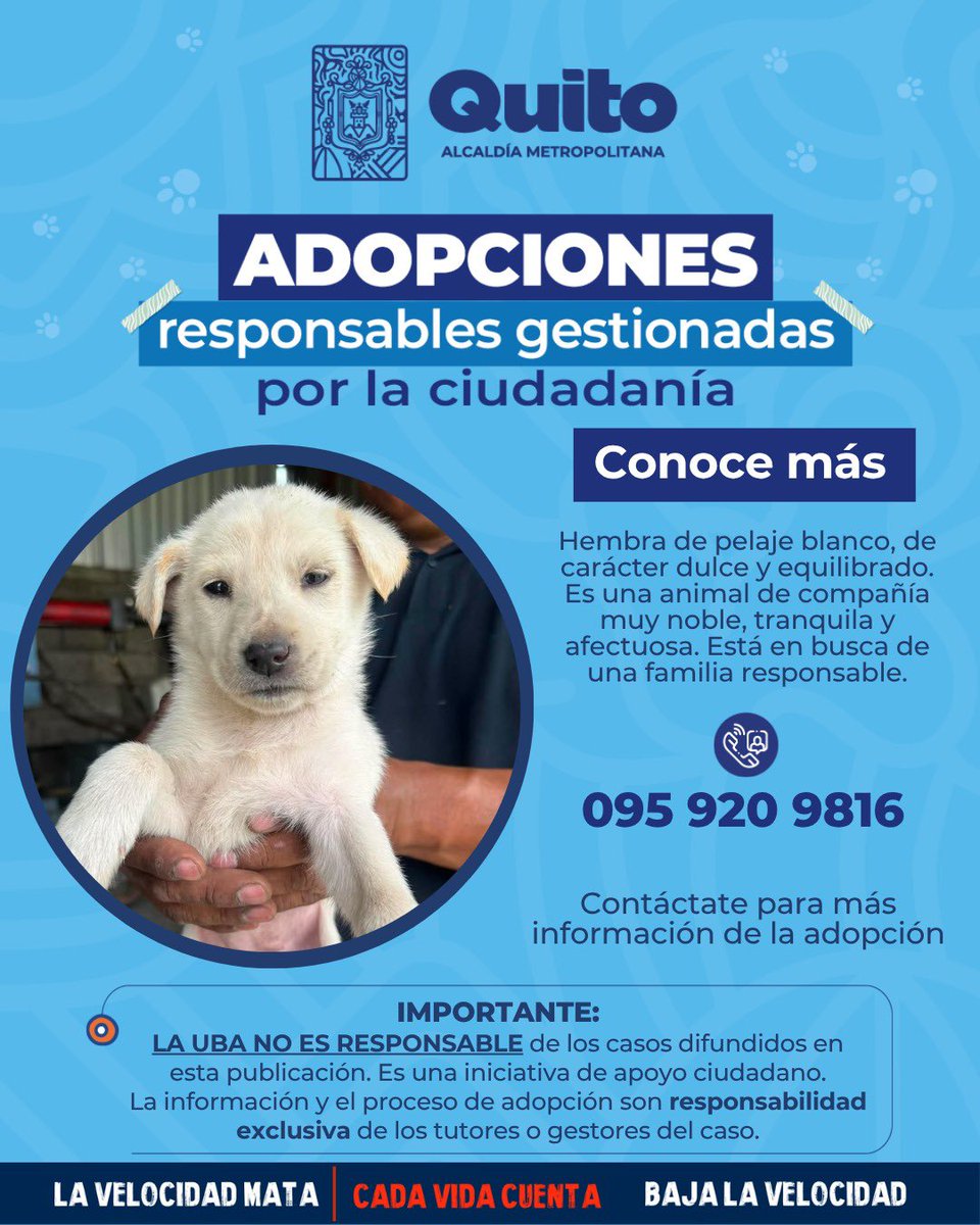 UBAQuito's tweet photo. 🐾 #AdopciónExterna | Adopta y descubre el poder de transformar una vida❤️‍🩹🏡.
Si no puedes adoptarla, ¡ayúdala a encontrar un hogar amoroso compartiendo esta publicación! 🐾
Con adopciones responsables #QuitoRenace 🍃 https://t.co/OJXirZAVZW
