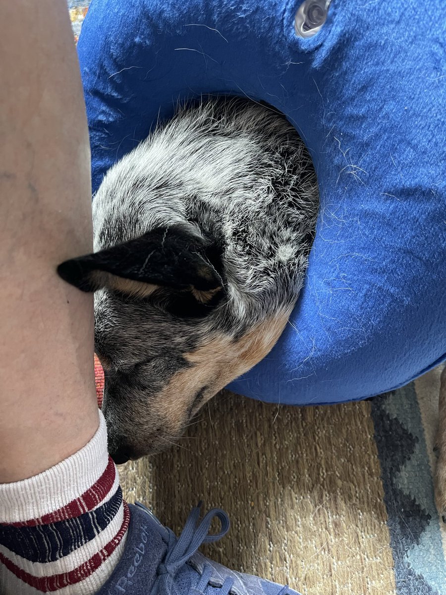 PaulHuber's tweet photo. Poor baby.  At least the drugs are good. lol https://t.co/BesaVwCJJC