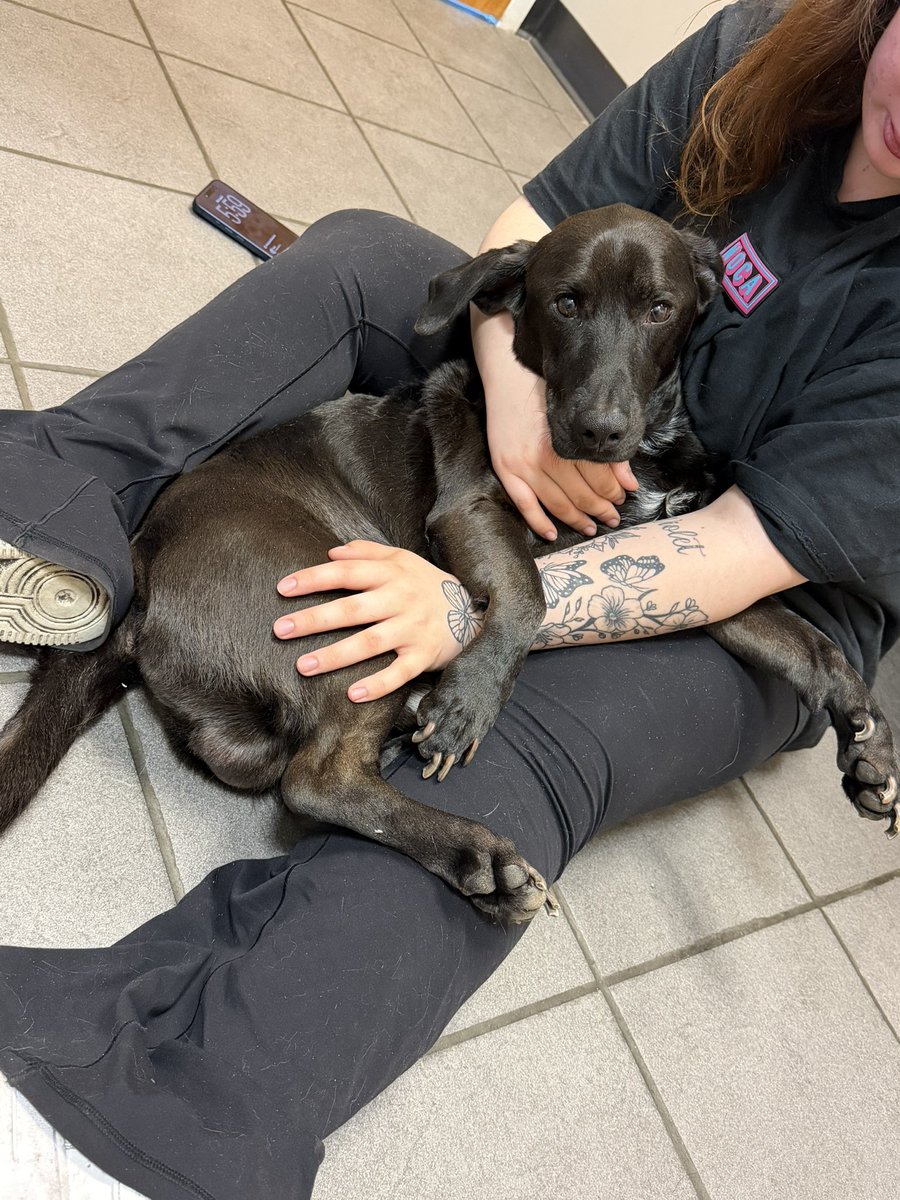 ItsFlickCOD's tweet photo. Everyone say goodbye to my best friend, the best boy in the world. He got Lyme disease and acute kidney failure at 4. Love you baby boy🫶❤️ https://t.co/ygagF66E4T
