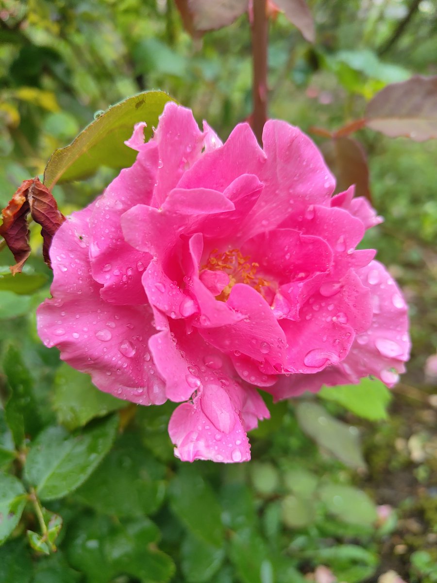 13kvTqmyP1zVbA0's tweet photo. 今庭からの一枚💞
しっとり芍薬のような薔薇
目が覚めるね！

おはよう御座います(⁠^⁠^⁠)
涼しくはなったけど‥体調は油断禁物ですね
今日も、ちょっと楽しくいきましょう🌿🫧 https://t.co/xvmFhAP1LI