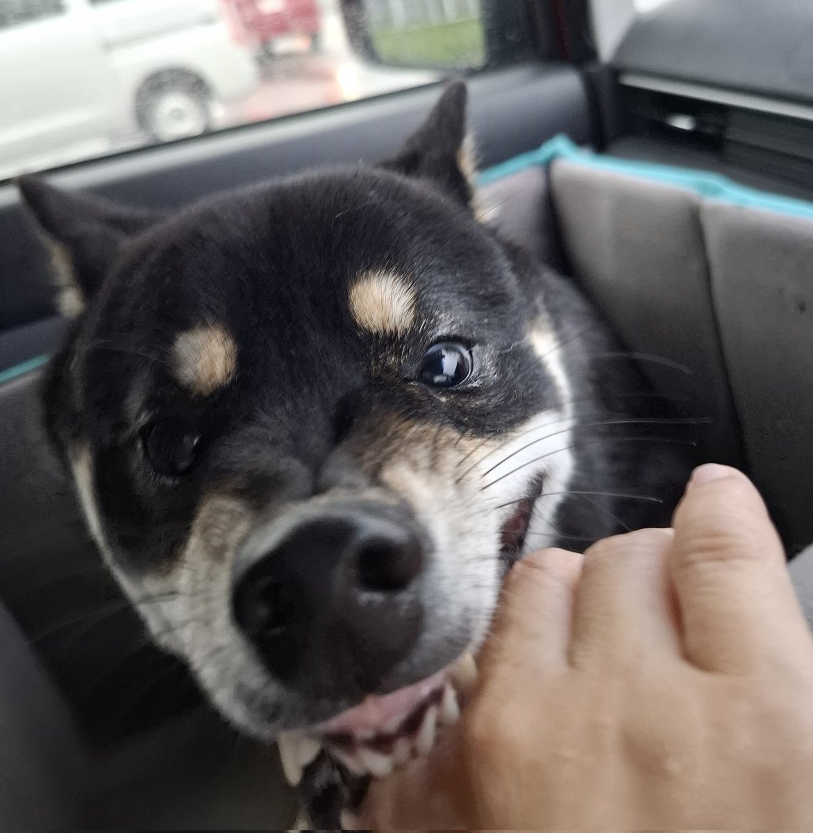 k3i2e's tweet photo. 新しいカッパにブチ切れ😡

 #柴犬  #犬好きさんと繋がりたい https://t.co/zFJr2GK1Xq