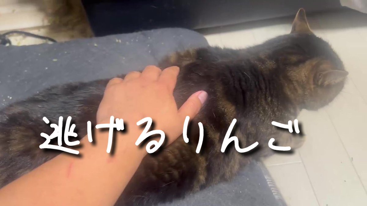 Caruma1978's tweet photo. これからお昼休憩です😊
お昼寝するにはちょうどいい気温です😴

逃げるりんご
https://t.co/6DmIhSGDGk https://t.co/jBBLhIgWzh