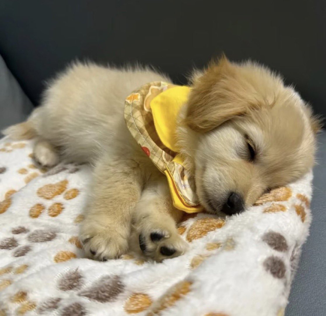 sleeptighting's tweet photo. sleep tight https://t.co/52X0NyDgv7