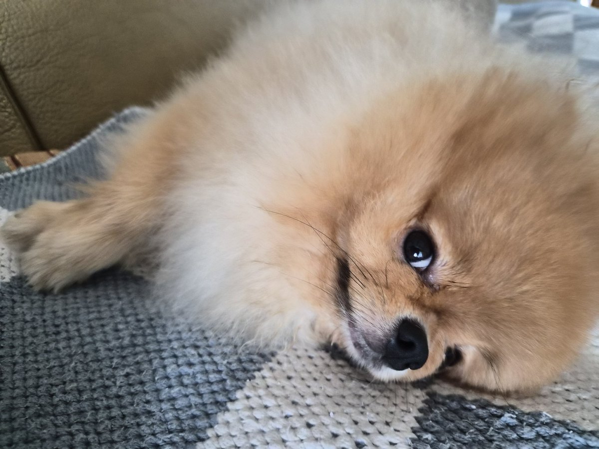 dprobio's tweet photo. 물개 탈출했습니다 지원바랍니다 https://t.co/3LmT0Nf3yS