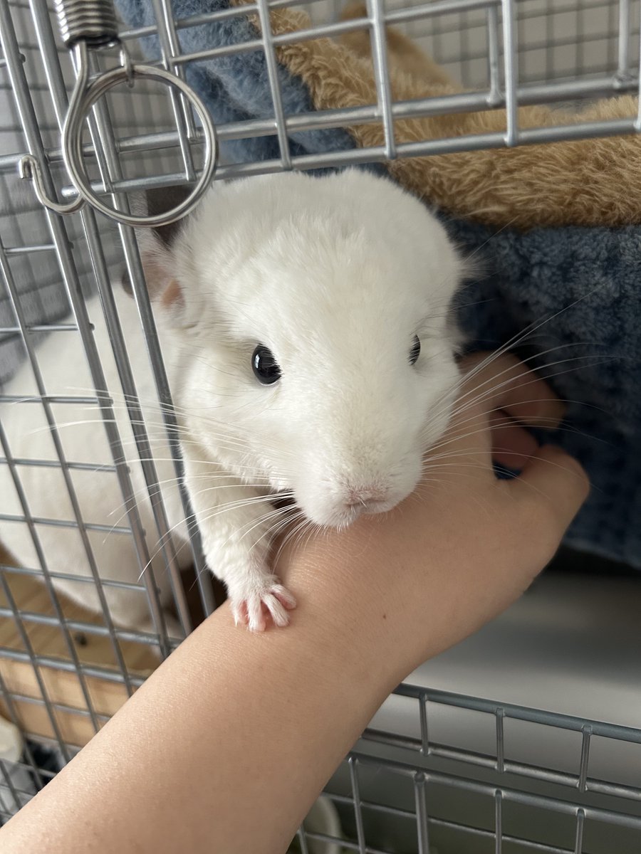 potepopot's tweet photo. でもふわふわでかわいいんだ https://t.co/CObUCcFVqD