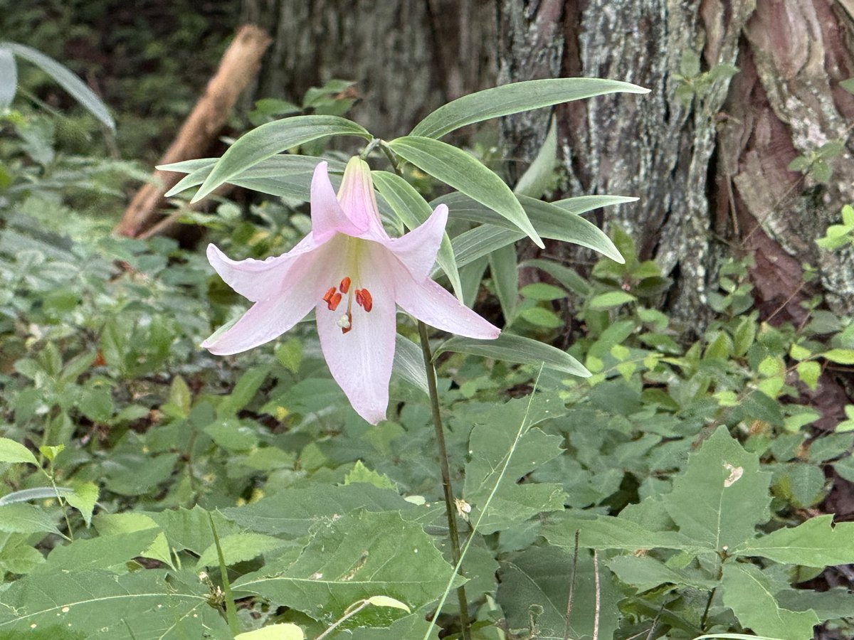 charpolisci's tweet photo. 6/9（火）
周東町川越地区のササユリ花見会にお邪魔しました。
25年ほど前からササユリのお世話をされてるHさんとお話ししました。
一輪一輪健気に咲くササユリに魅了されました。
川越地区の地元産品もいくつか買わせていただきました。
開催にご尽力くださった皆様、ありがとうございました。 https://t.co/ZYbBKg6WwA
