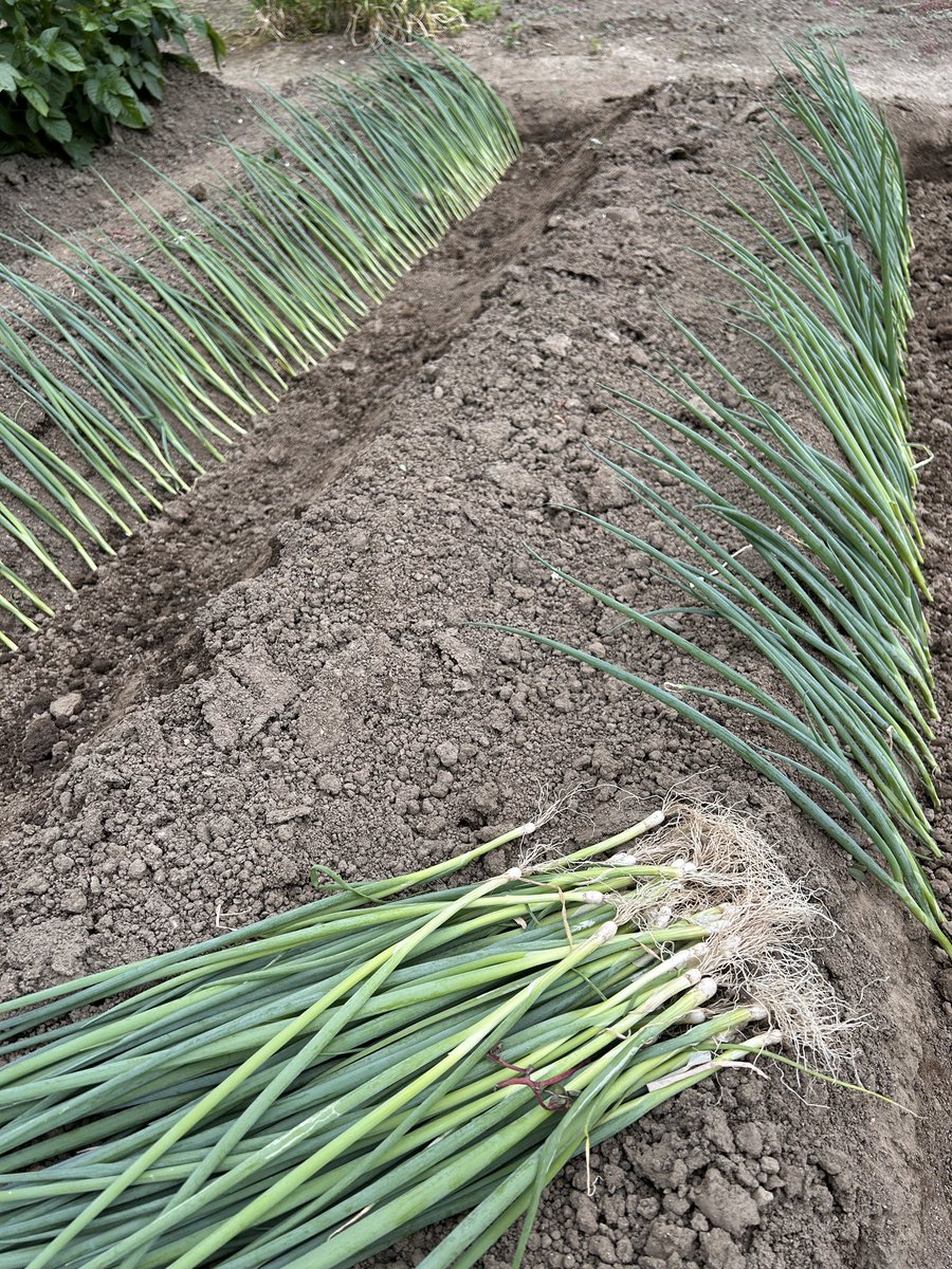 tohru700's tweet photo. ６日土曜は梅の収穫と草刈り💦、７日日曜は、ネギの苗を🌱植えました。💦

栗の花も満開になりました。

蒸し蒸しする陽気に、梅雨入りも近そうですね🙁

#はんざき畑 https://t.co/DuNOnJPOKz