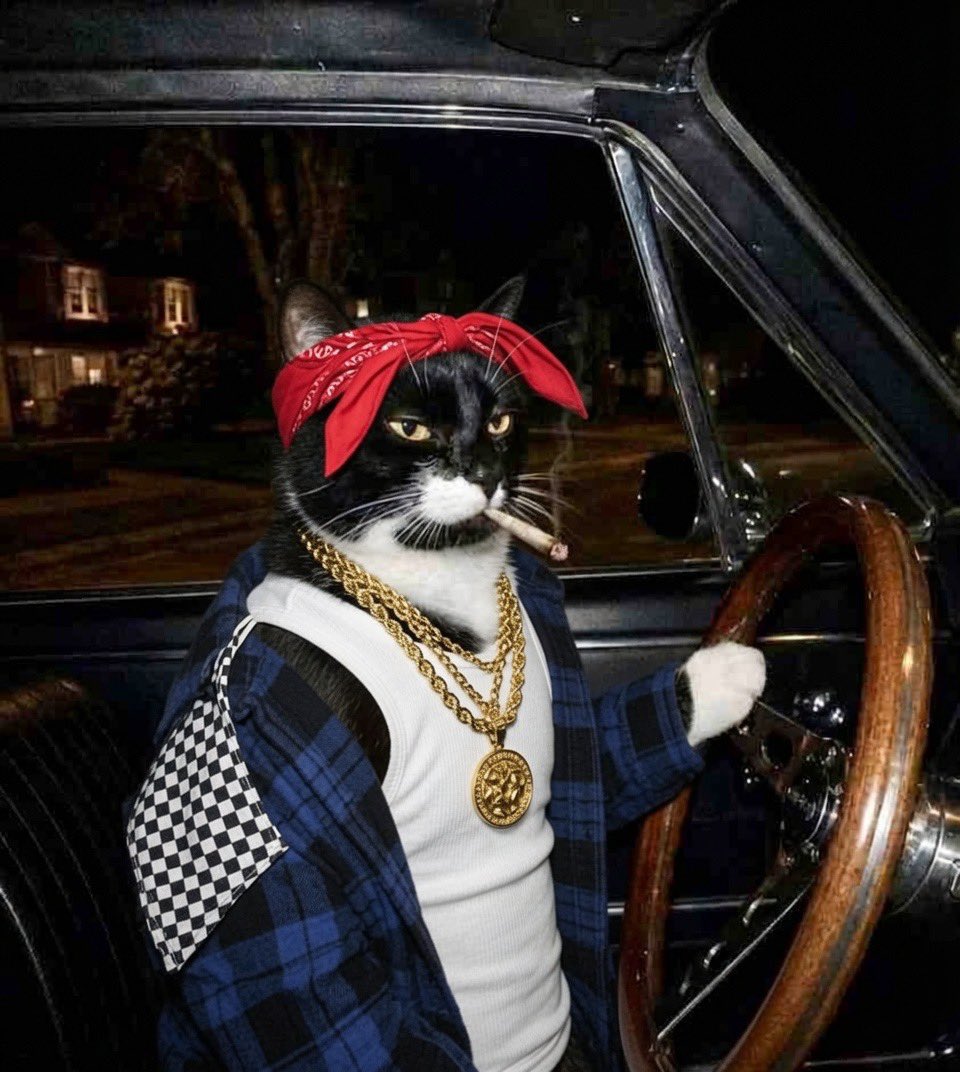 SkitSkit229892's tweet photo. Welcome to Paw-dice🐾🎲 City, They call this community Kalico Tokens Earn your tokens, feline, or get scratched out." The Bears 🐻 Are playing with their Lives Right now & they have 1 shot vs our 9🔫😼Time For Some Paw-Ful Crimes against the Bears🐻📈🚀 #SolanaMemecoins #CatMemes #1000x #Summer2026