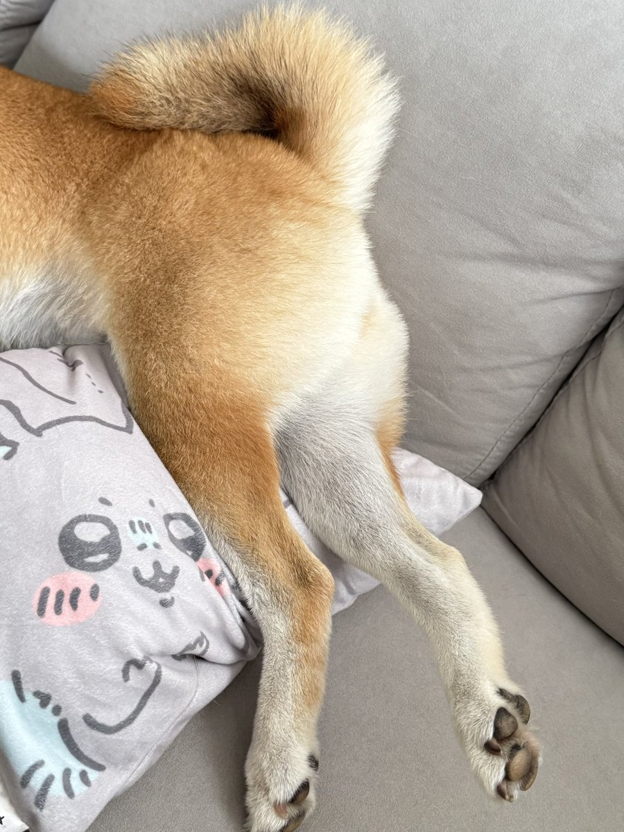 shiba_tukune's tweet photo. 後ろ足がかわいい！って撮影した瞬間ポーズ変更
かわいい！！ https://t.co/iy0H3yQLoN