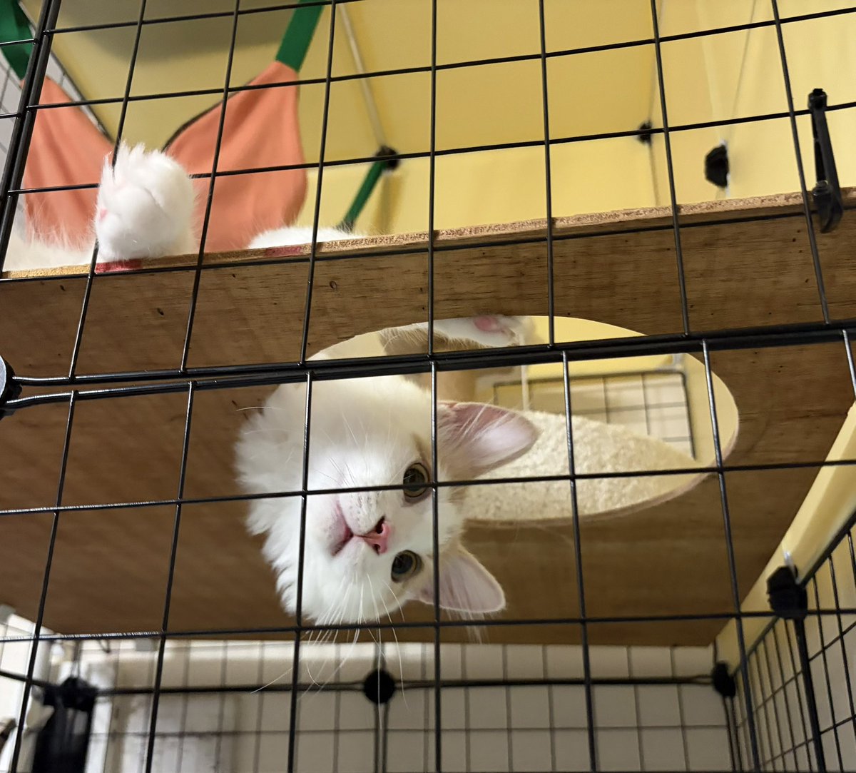 DeguMashimo's tweet photo. 猫さんいつも元気いっぱいなんだけど
お腹の調子がずっと良くない
動物病院にも通ってるし色んなフード試してるし原因が分からず
あれがダメなのかもこれがいいかもって試しすぎてもはや効いてもどれが効いてるか分からないかも
 #サイベリアン https://t.co/1FVuBvFkH4