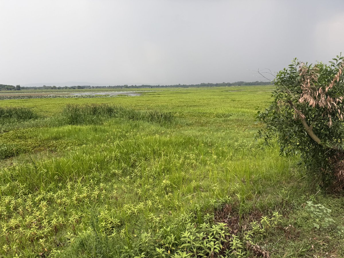 BiotechSanjeet's tweet photo. Save Wetlands Save Life
Ansupa Lake #Cuttack #Odisha
There is a need of restoration works
Wetlands are important component of our environment and biodiversity
We all together can preserve it’s biodiversity
#wetlands #Ansupa #biodiversity #conservation
@pccfodisha @PCCFWL_Odisha @RamsarConv @WetlandsInt @moefcc @EnvironmentPib @Ncscm_Moefcc @GaneshRamBJP @CMO_Odisha @MohanMOdisha @PMOIndia @narendramodi @narendramodi_in